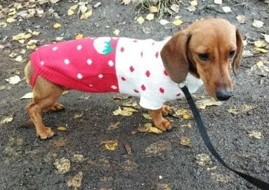 Dachshund Christmas Sweater