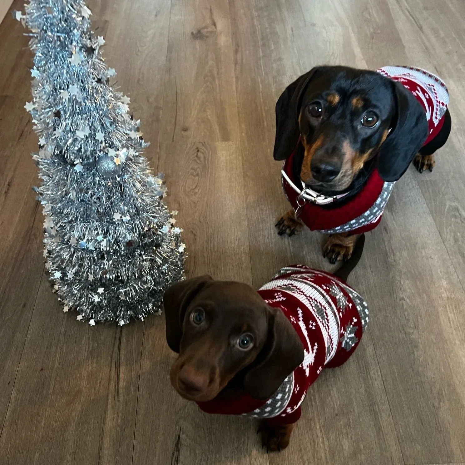 Dachshund Christmas Sweater